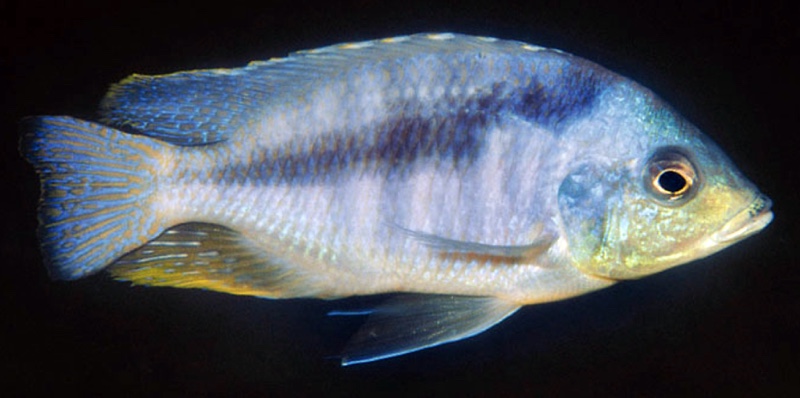 Mylochromis durophagus 'Maison Reef'